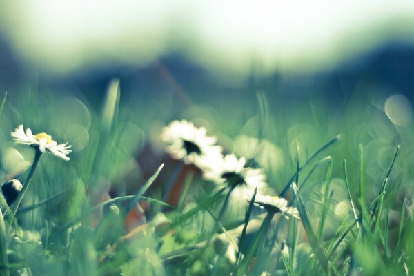 Weiße Gänseblümchen im Gras auf dem Feld