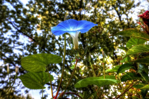 Nature. Blue flower. Summer nature