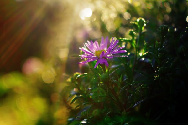 Pink flower. Desktop screensaver