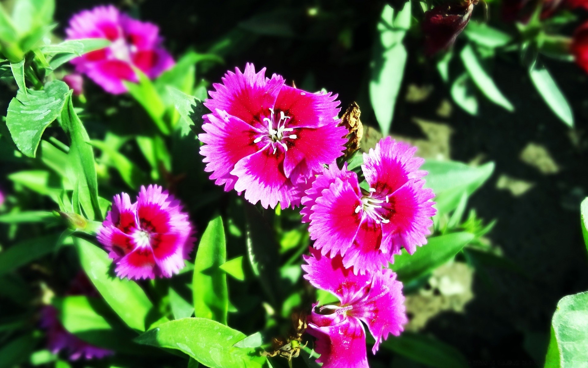 fiori natura fiore flora foglia giardino floreale estate fiore petalo vivid parco all aperto bella crescita di colore close-up erba selvaggio