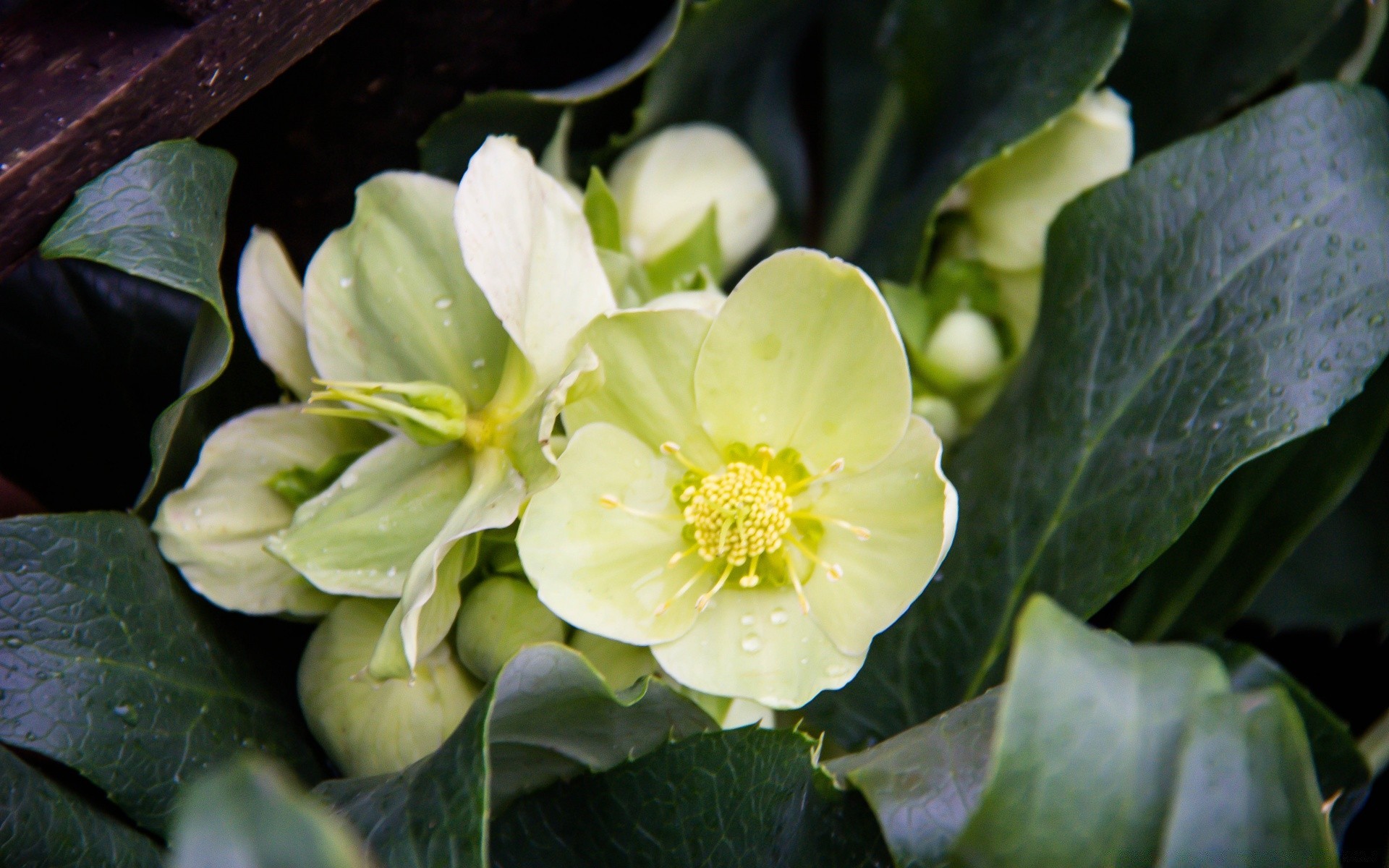 kwiaty liść natura kwiat flora ogród lato bluming