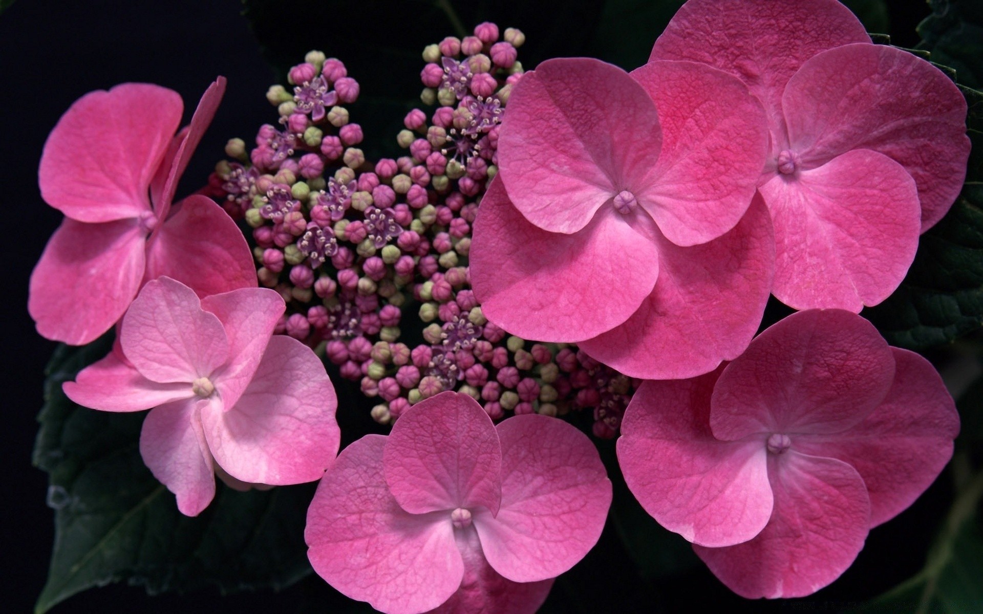 flowers flower nature flora garden blooming color floral petal summer leaf close-up bright beautiful botanical