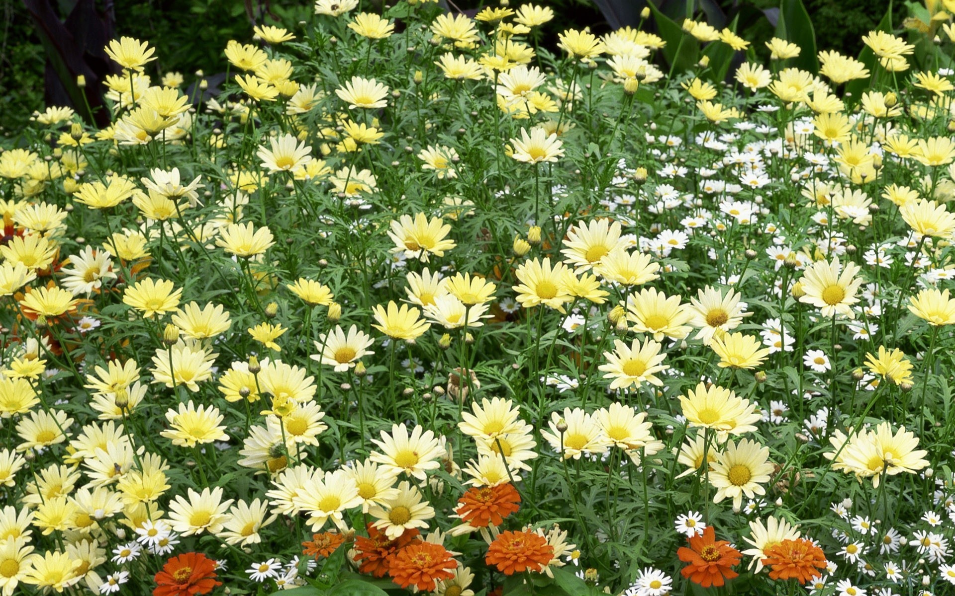 çiçekler çiçek flora doğa çiçek yaz bahçe taçyaprağı çiçek açan yaprak renk alan çimen büyüme saman sezon parlak güneş çim güzel