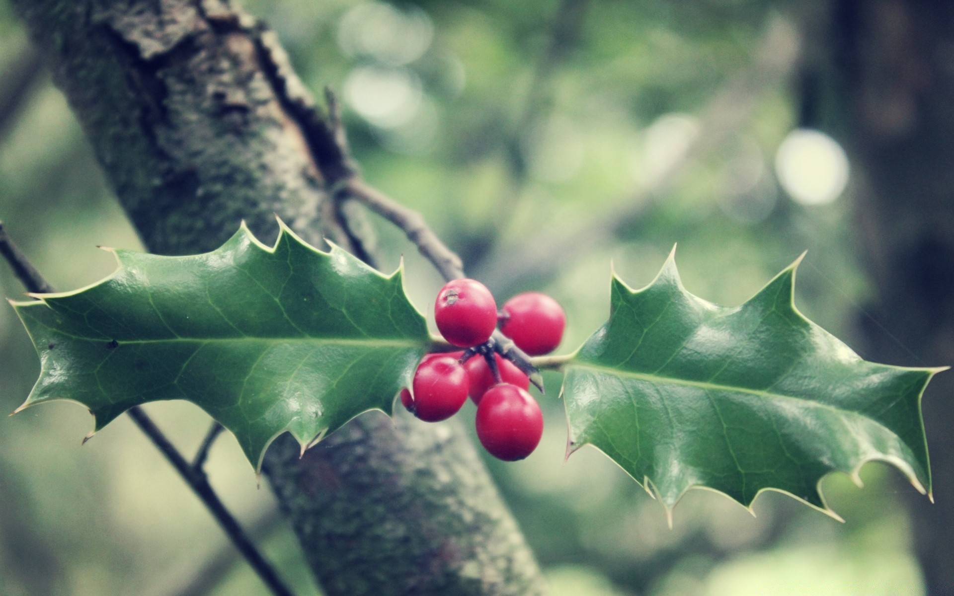 kwiaty liść natura drzewo oddział flora