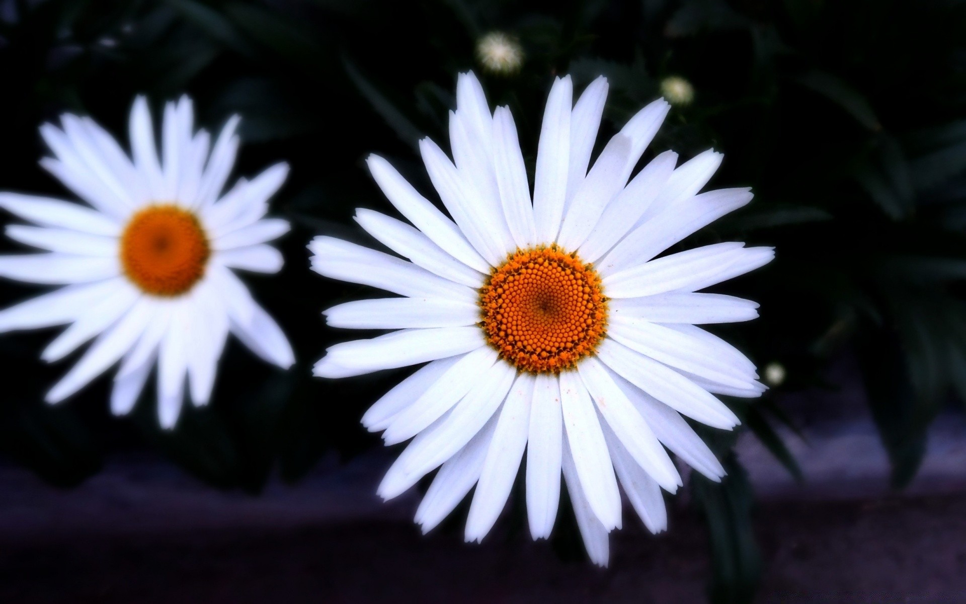 fiori fiore natura flora fioritura giardino petalo estate