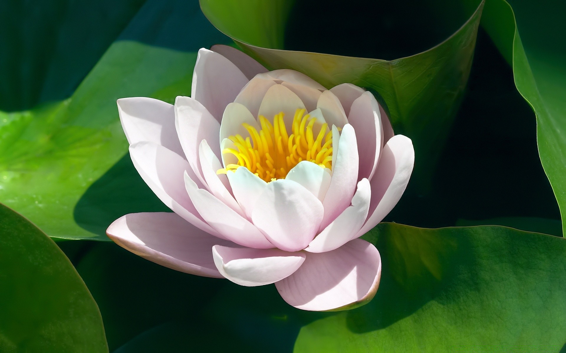 çiçekler lotus yaprak tropikal flora çiçek doğa havuz yaz egzotik lily yüzme su çiçeklenme nilüfer taçyaprağı zen bahçe güzel kutsal