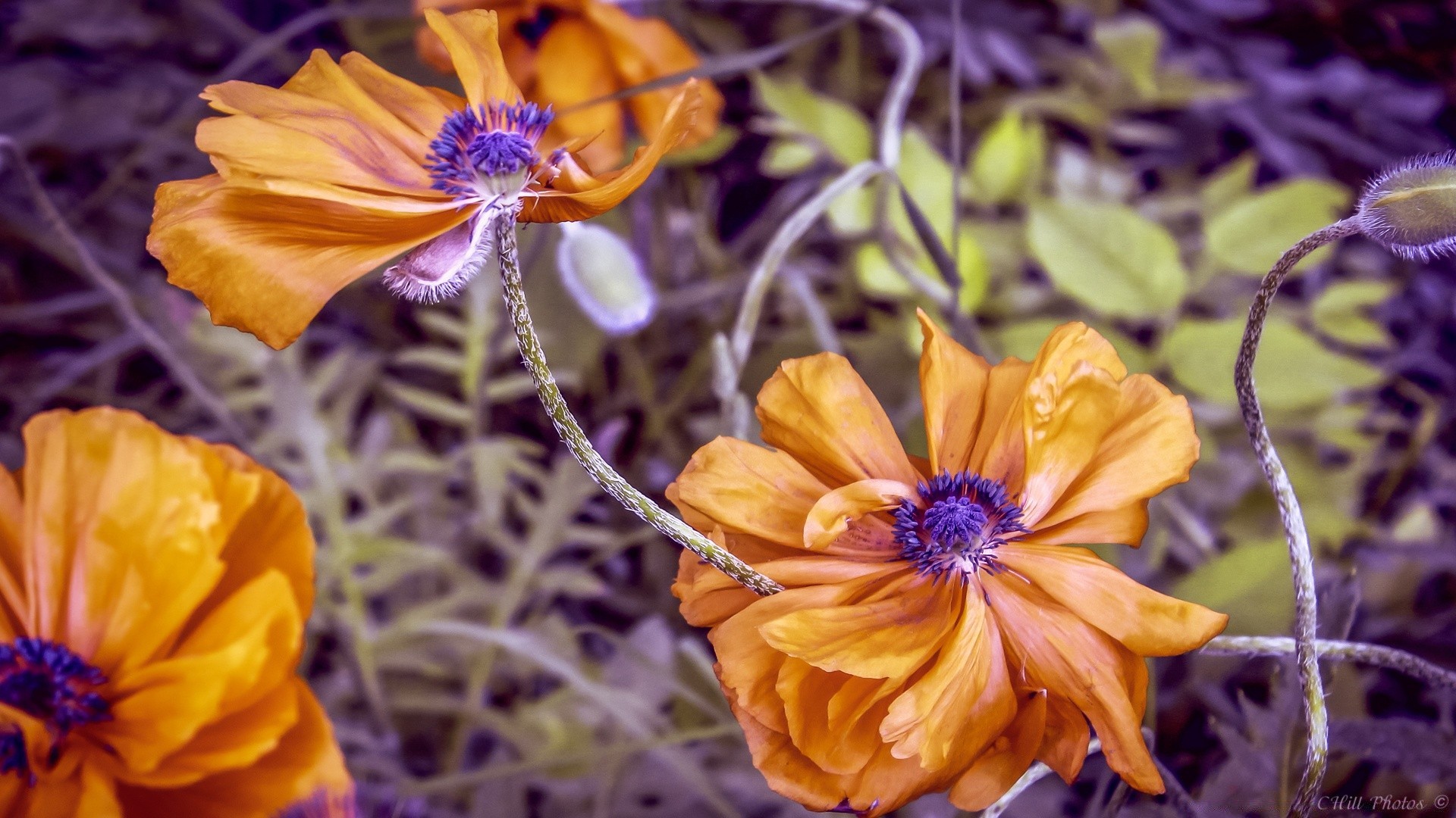 flowers flower nature flora floral leaf garden petal blooming beautiful color bright summer close-up season outdoors decoration botanical growth