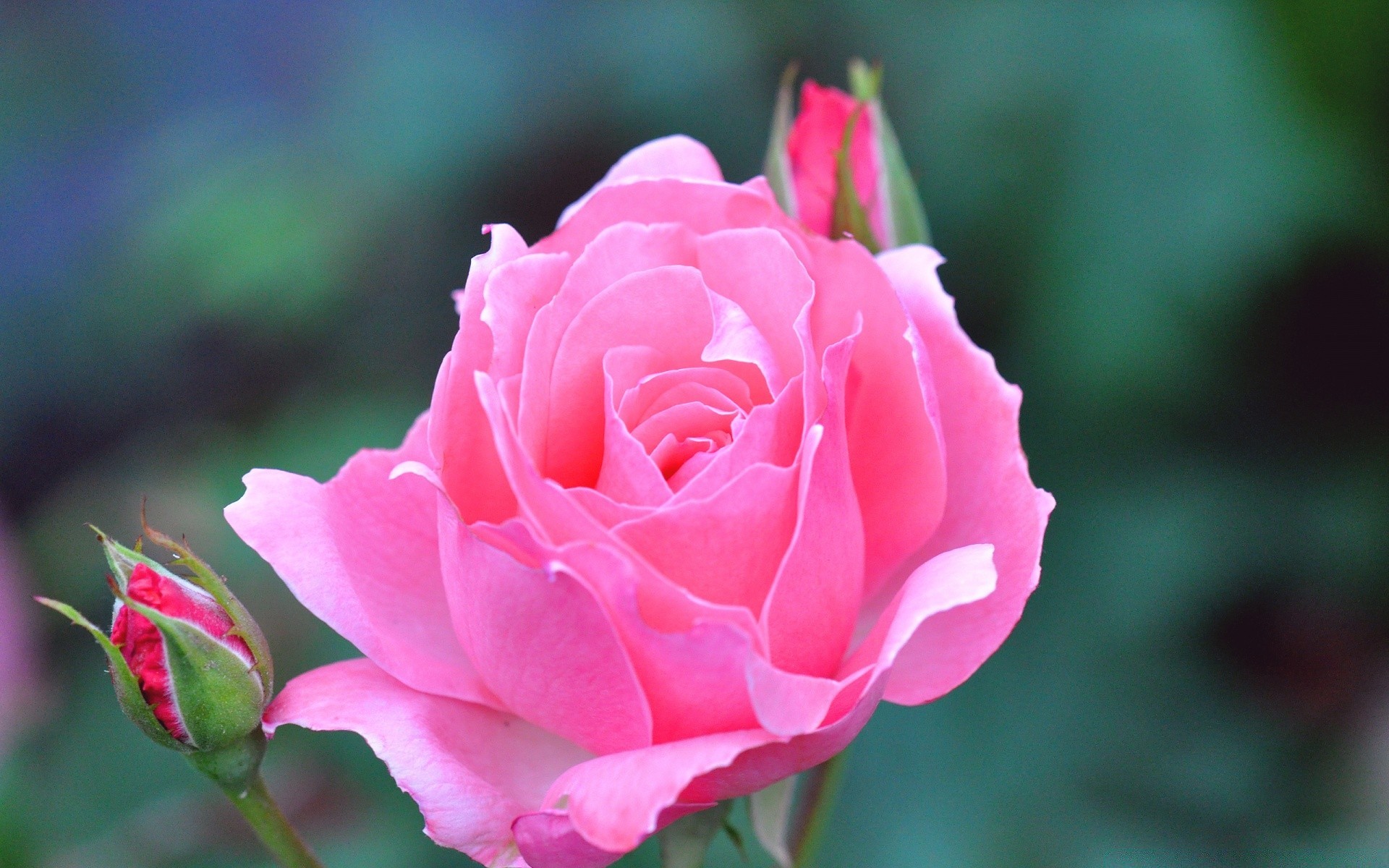 fiori fiore rosa natura flora foglia petalo giardino fiore estate amore floreale colore romanticismo