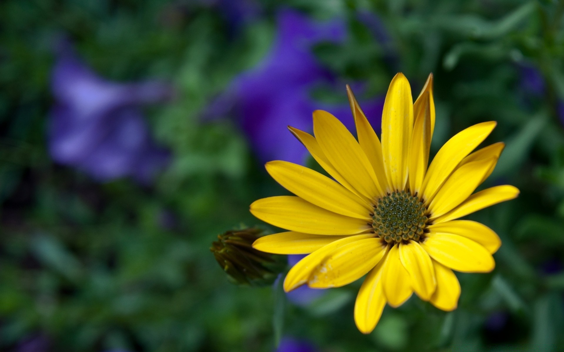 flowers flower nature flora summer garden petal blooming bright floral outdoors leaf growth color