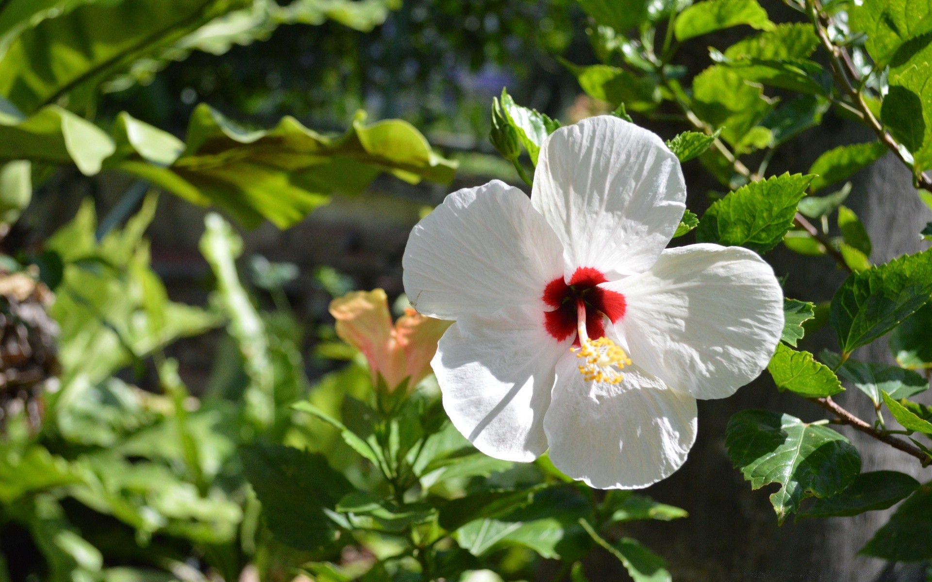 çiçekler flora çiçek doğa yaprak bahçe çiçek açan çiçek yaz yakın çekim petal büyüme ağaç çalı açık havada sezon renk güzel tropikal parlak