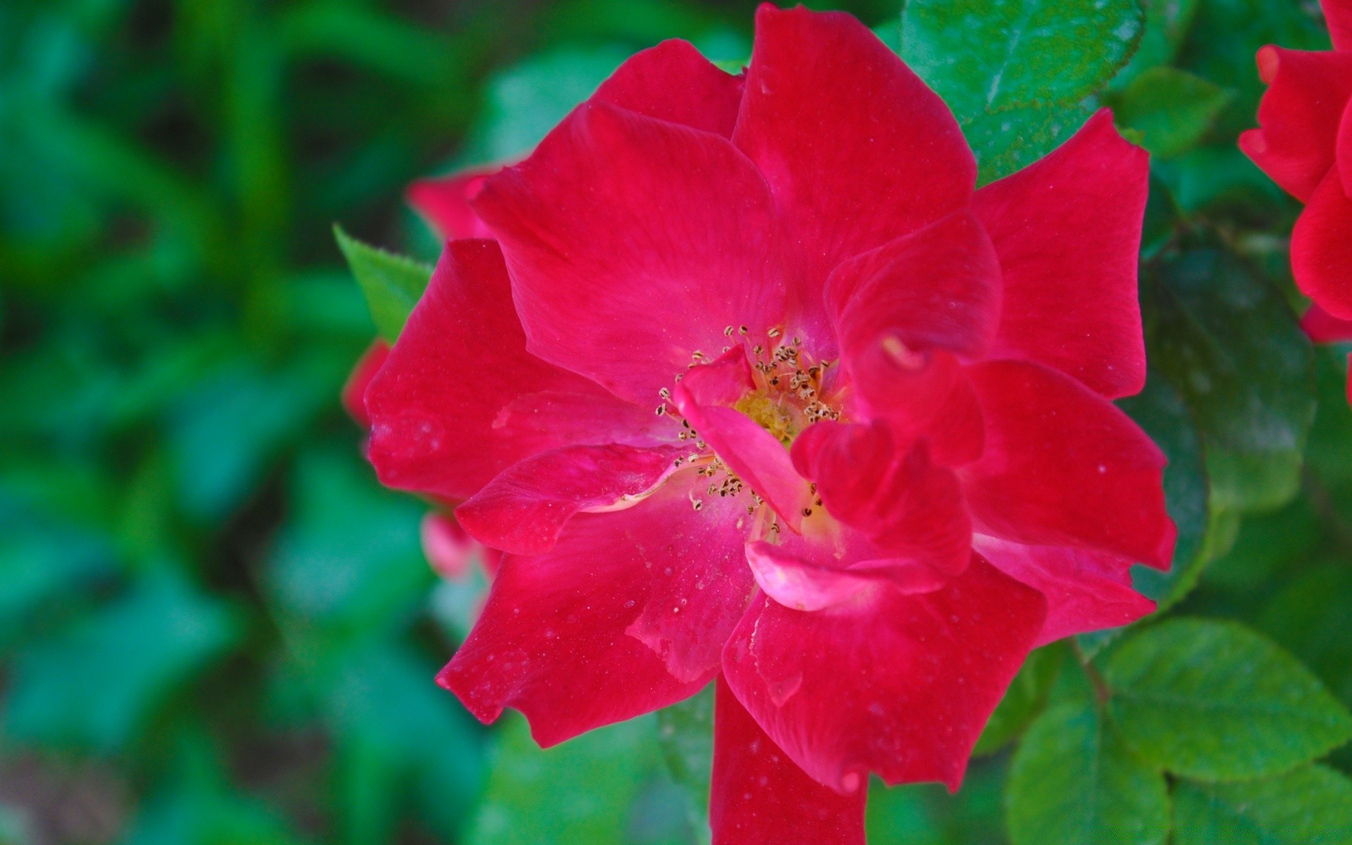 flowers nature flower leaf flora garden summer blooming outdoors bright rose close-up color petal floral beautiful growth season