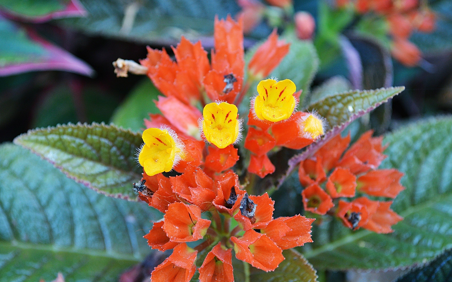 花 叶 自然 花 植物 花园 季节 颜色 夏天 户外 花 花瓣 盛开 明亮 生长