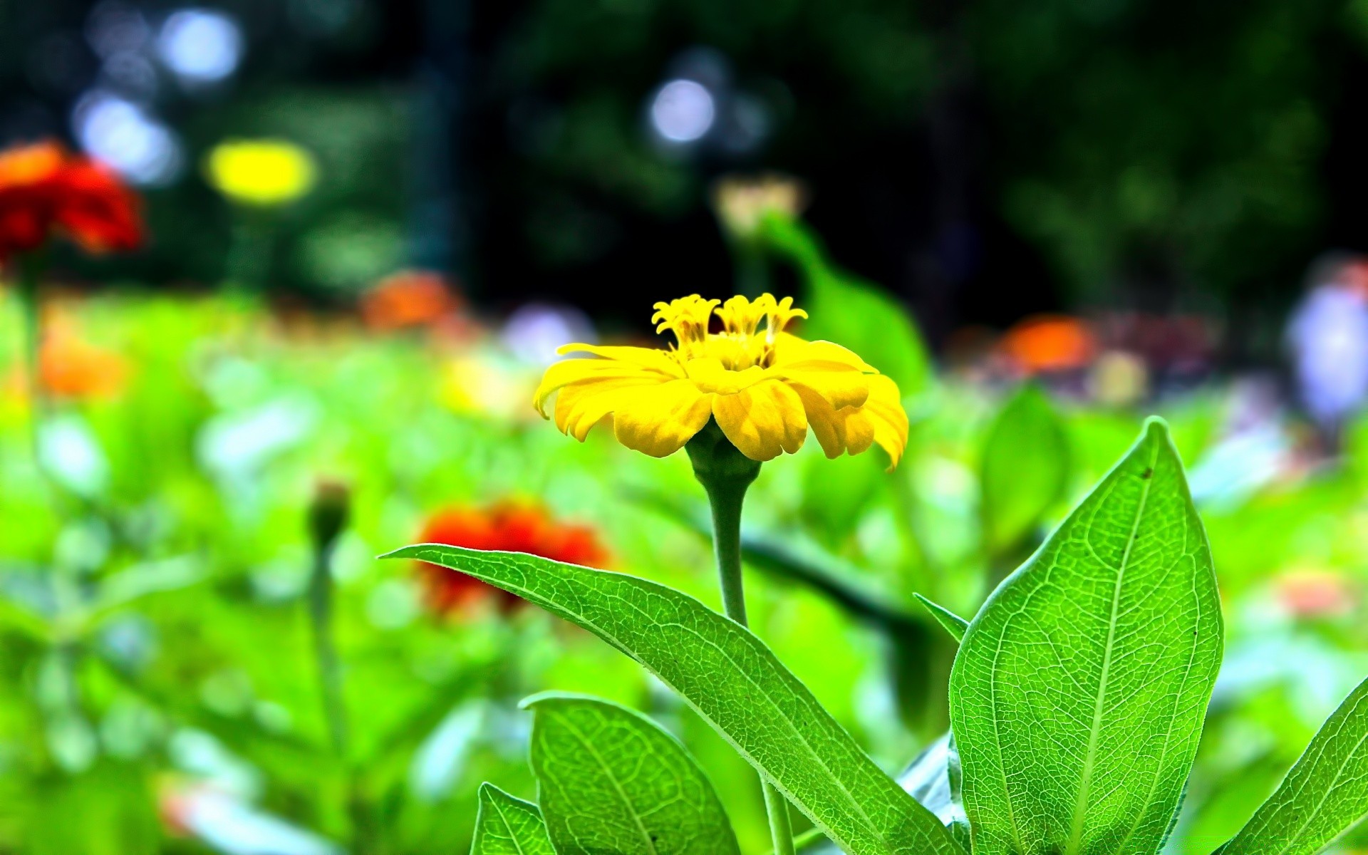 flowers nature leaf summer flora garden flower growth outdoors environment grass fair weather bright color close-up field