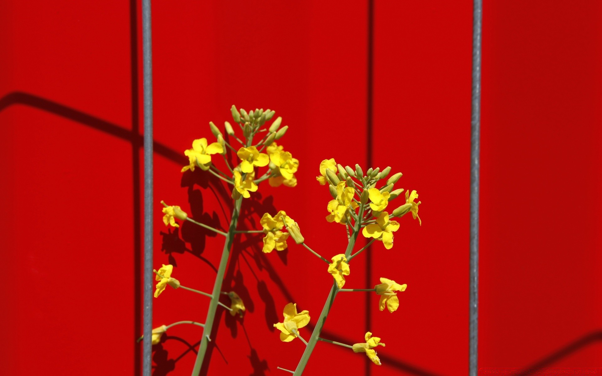 fiori fiore decorazione natura luminoso flora vacanza foglia estate