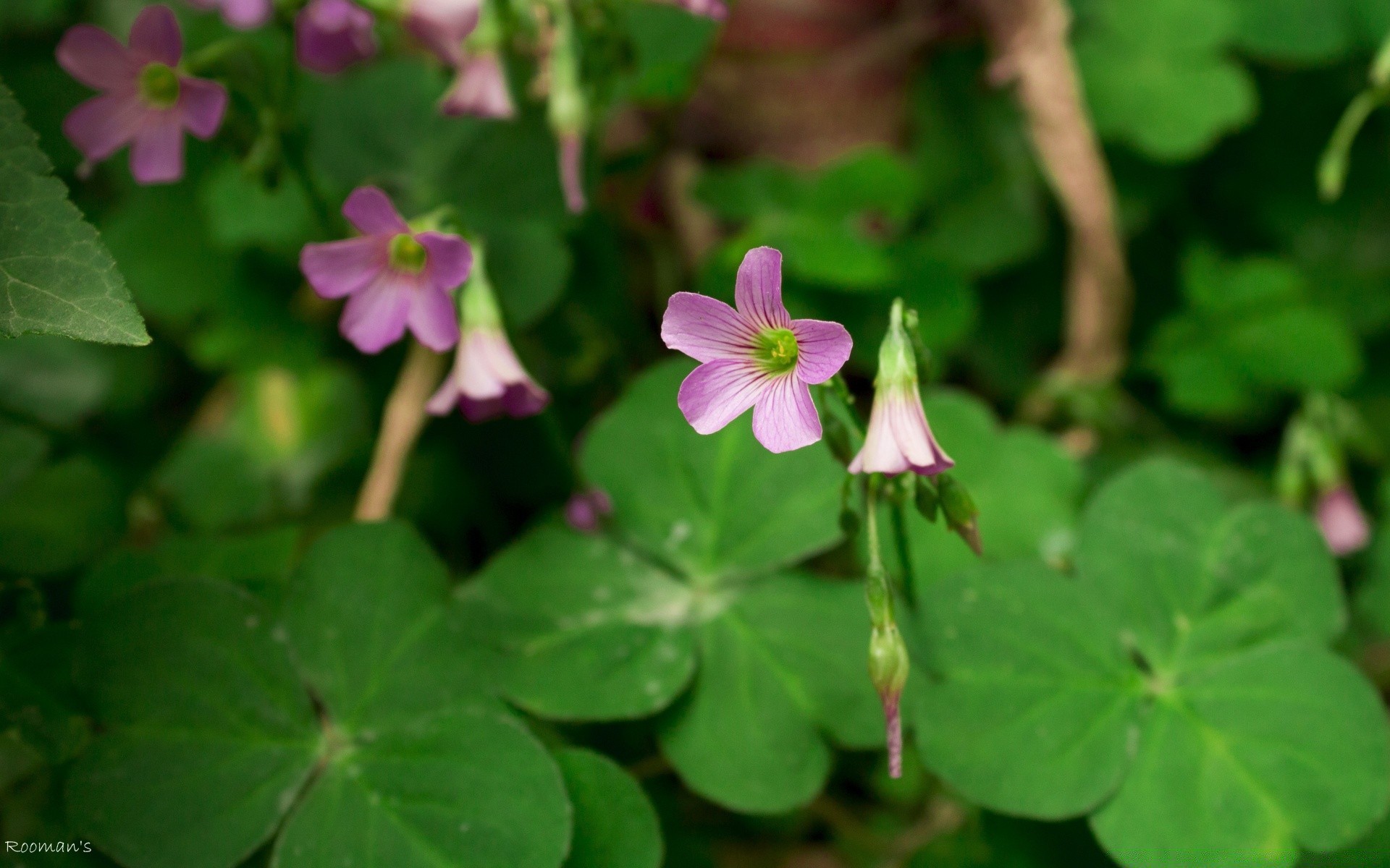 flowers clover leaf nature flower flora outdoors garden summer growth grass close-up blooming