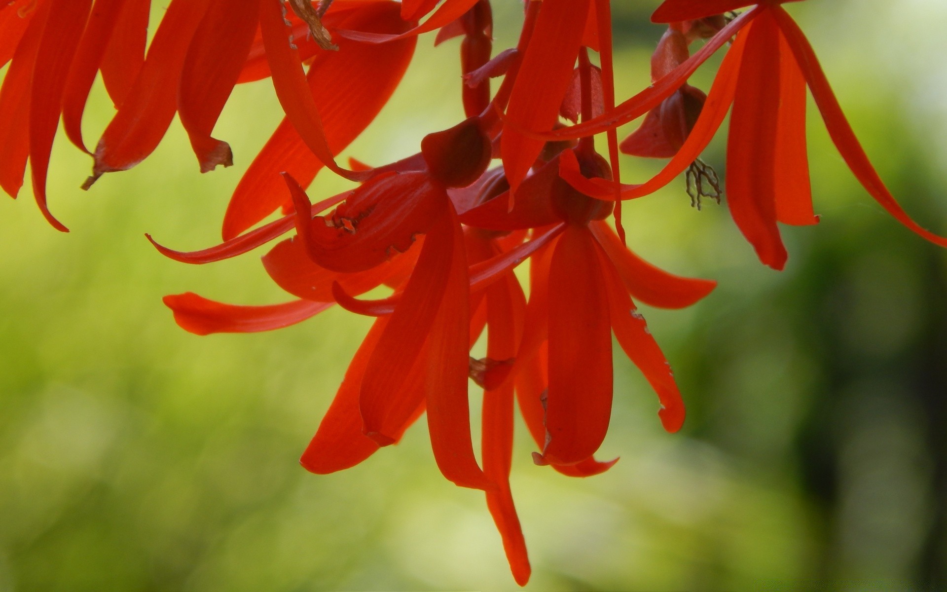 çiçekler doğa parlak sezon flora ağaç yaprak renk asılı çiçek yaz açık havada dekorasyon