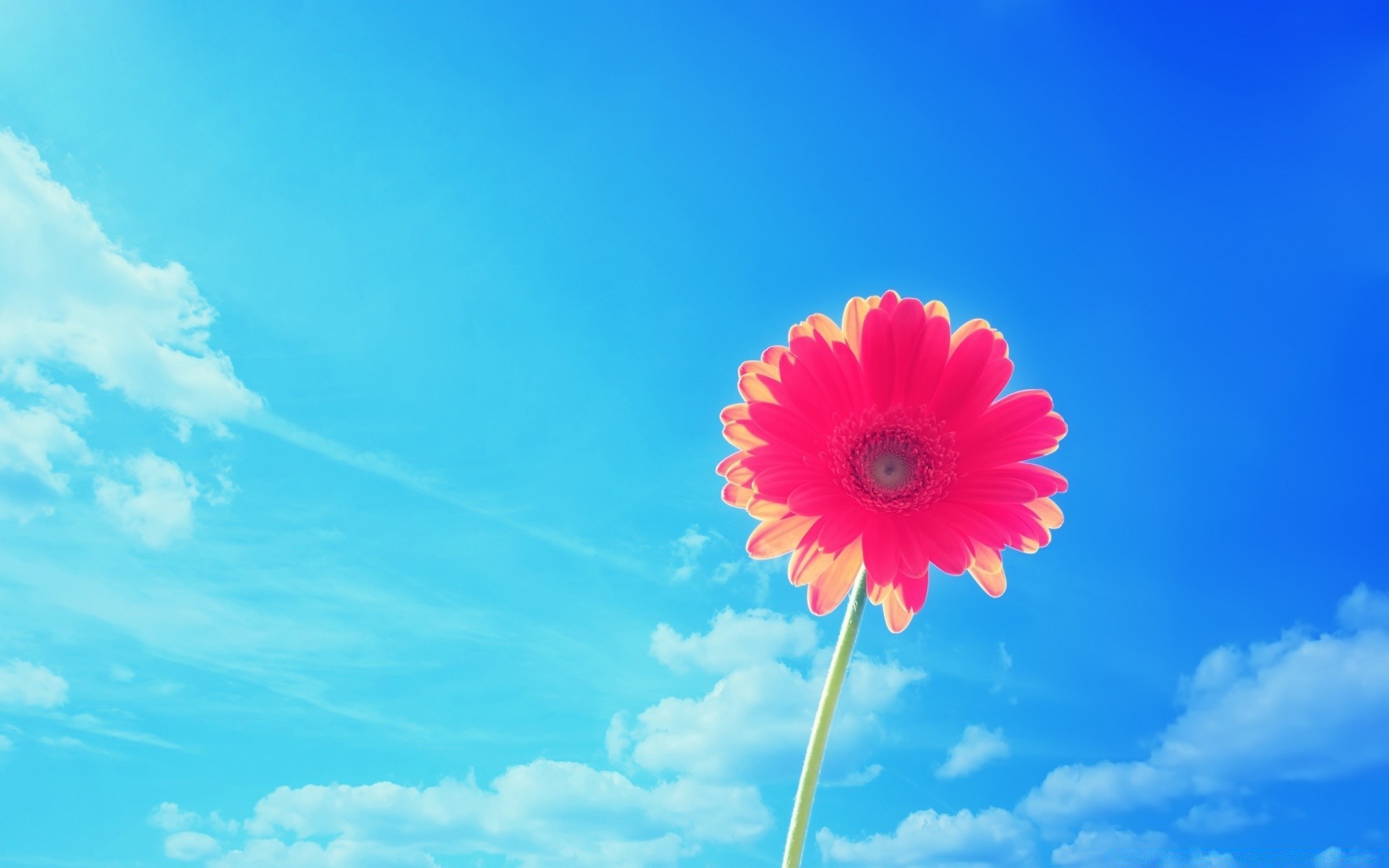 flowers nature summer bright sun fair weather sky color flower season outdoors