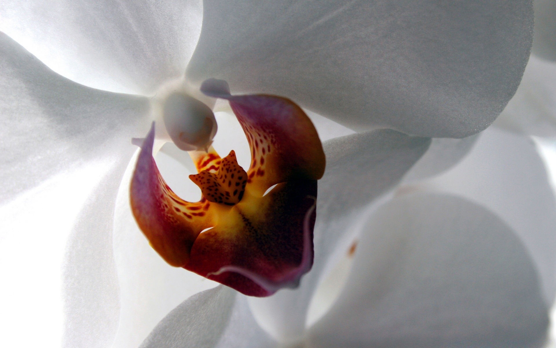 çiçekler çiçek orkide doğa flora zarif çiçek açan romantizm güzel petal phalaenopsis düğün renk narin kabuk egzotik aşk romantik çiçek botanik parlak