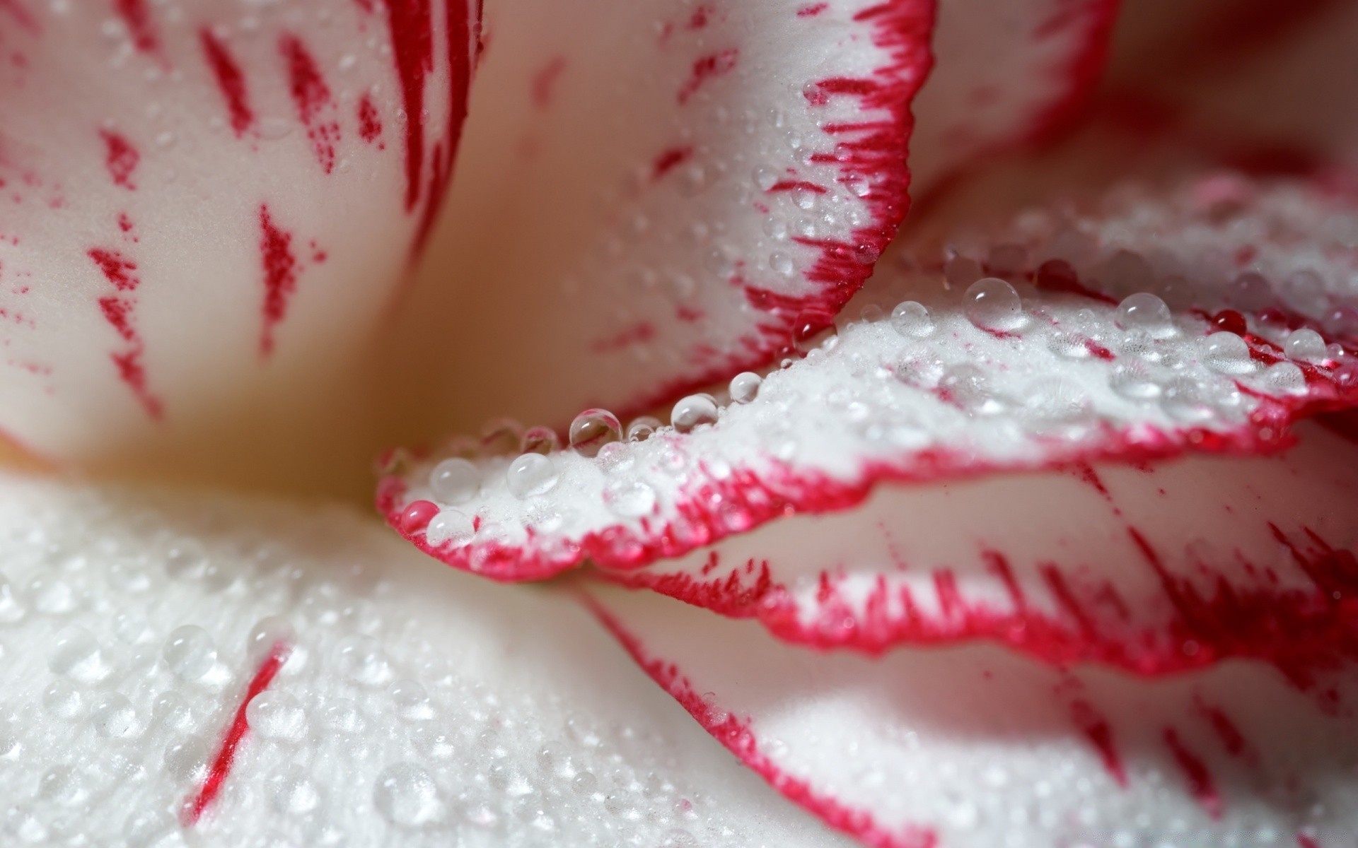 fiori dolce zucchero inverno cibo neve caramelle pasticceria natale ghiaccio delizioso crema fragola