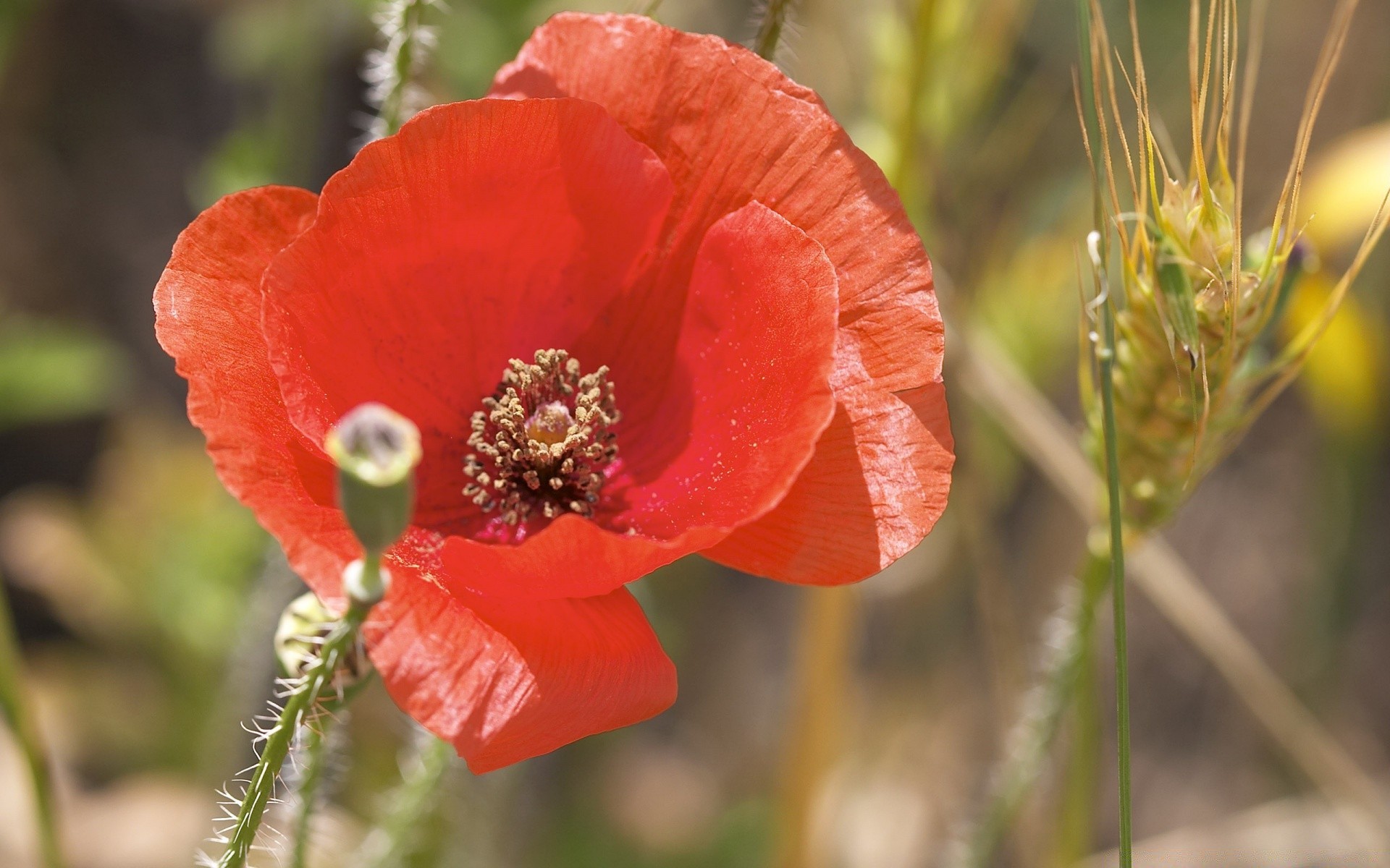 flores poppy flor naturaleza flora salvaje hoja al aire libre verano jardín bluming crecimiento