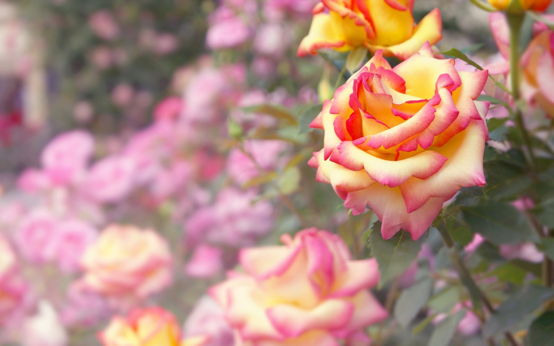 çiçekler çiçek doğa bahçe flora renk gül yaz petal yaprak çiçek çiçeklenme yakın çekim güzel sezon parlak romantik romantizm açık havada buket