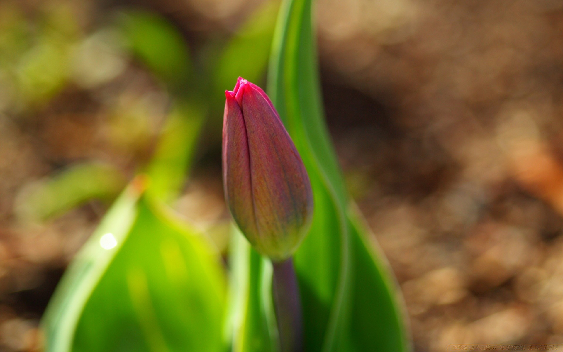 flores naturaleza flor hoja flora jardín crecimiento al aire libre pascua tulipán brillante color verano temporada primer plano