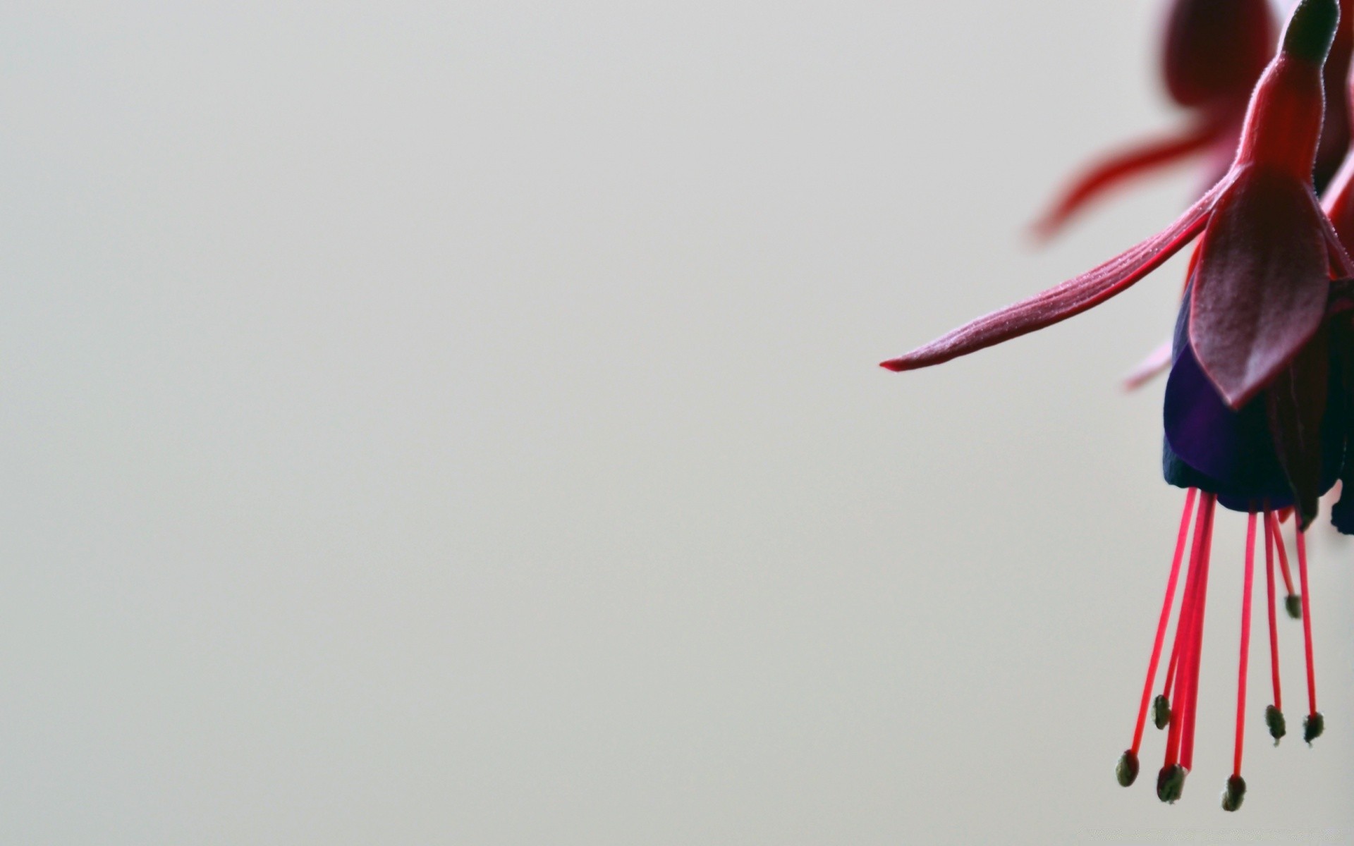 flowers art flower nature abstract bird blur love