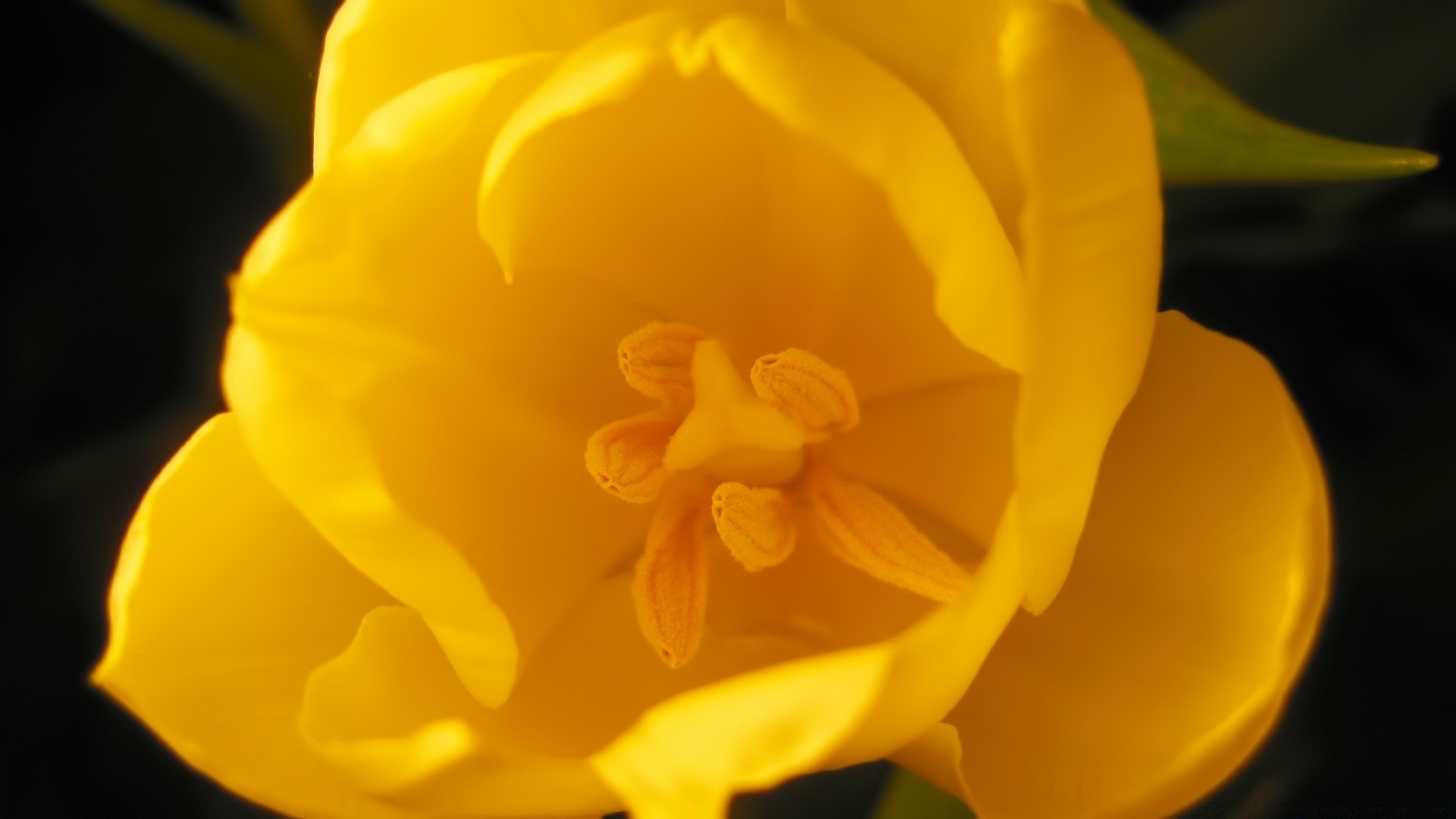 flowers flower nature bright flora tulip leaf color easter beautiful daffodil blur summer petal garden floral narcissus growth