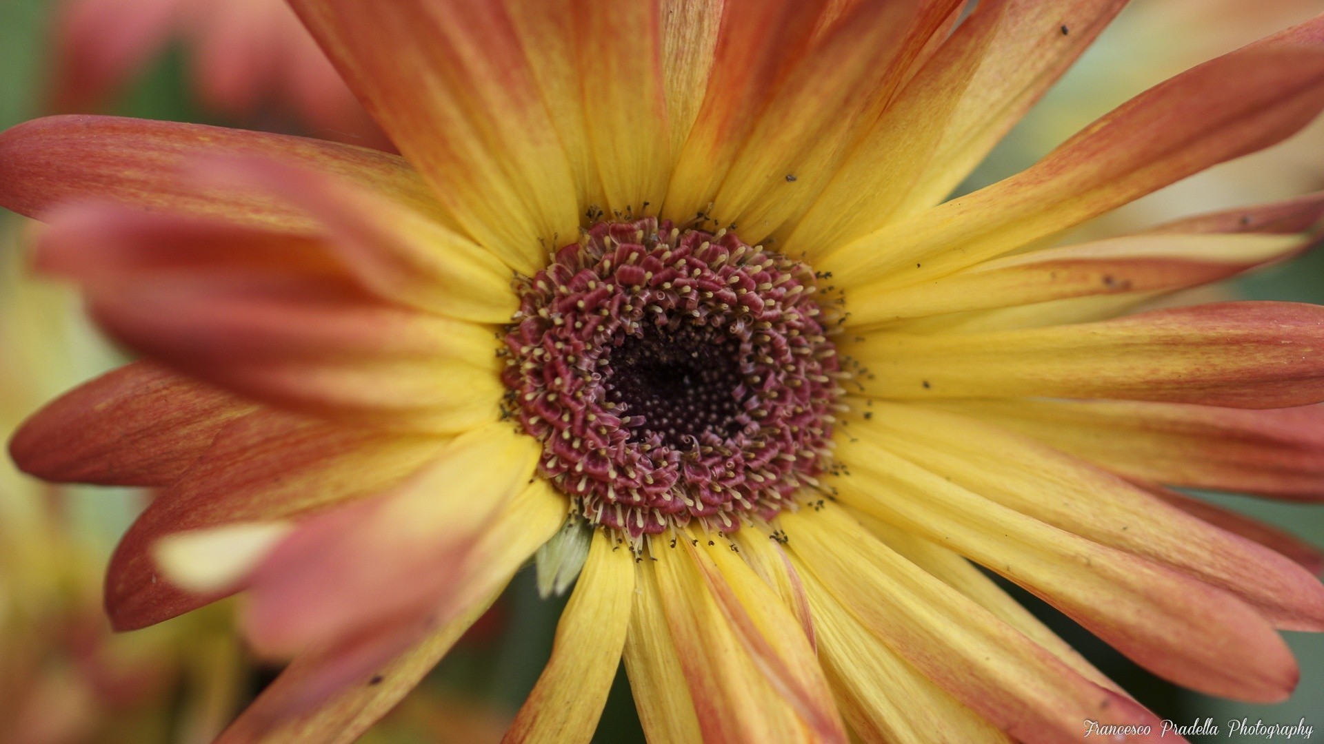 flowers nature flower flora summer bright color garden beautiful petal close-up blooming growth leaf