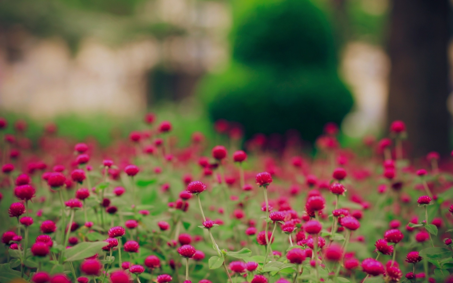 flowers flower garden nature flora summer leaf color floral beautiful grass field blooming outdoors bright park growth petal blur