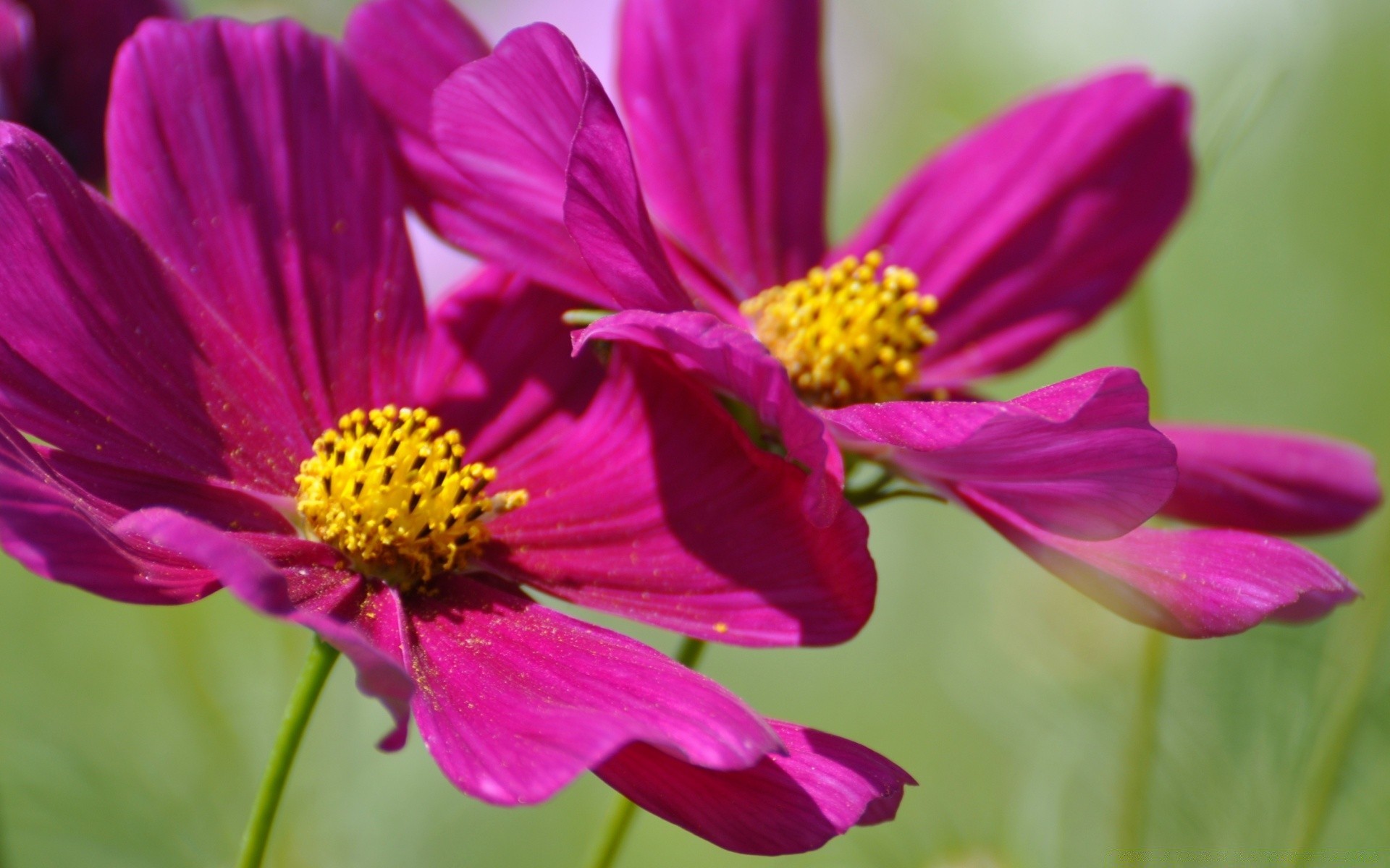 flores natureza flor verão flora jardim blooming folha pétala cor brilhante floral pólen selvagem espaço