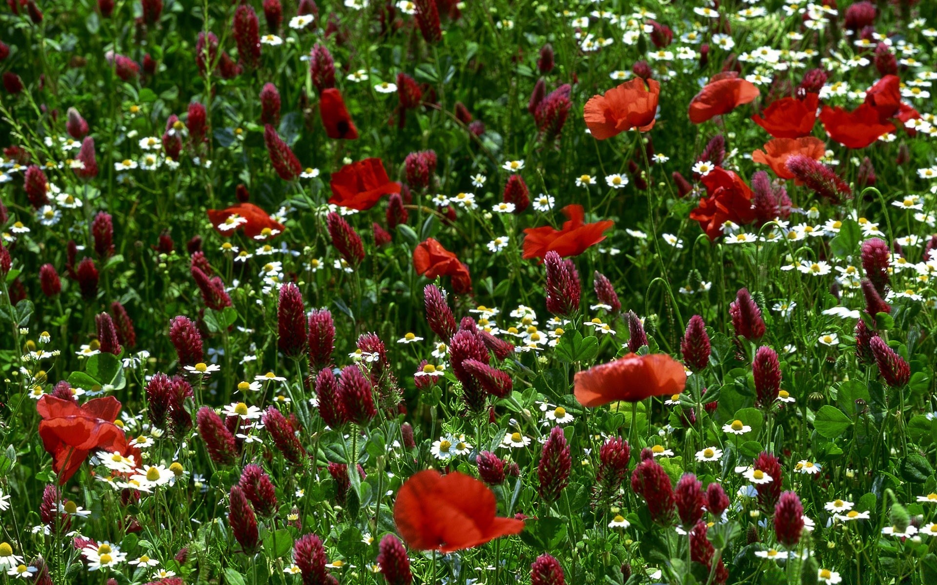 flowers flower flora garden nature blooming field floral summer leaf petal grass hayfield outdoors poppy season color park botanical close-up