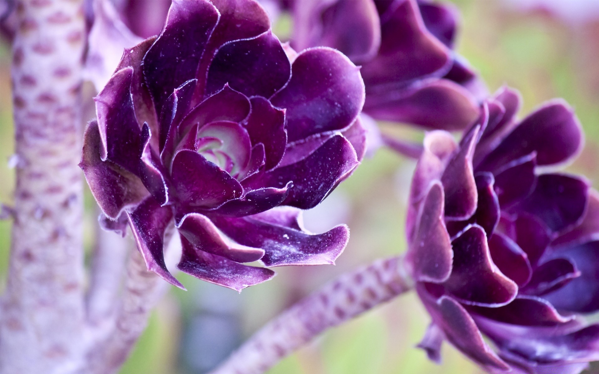 fleurs nature fleur flore jardin feuille été belle violet couleur floral à l extérieur pétale tête romantique gros plan croissance bluming délicat rose