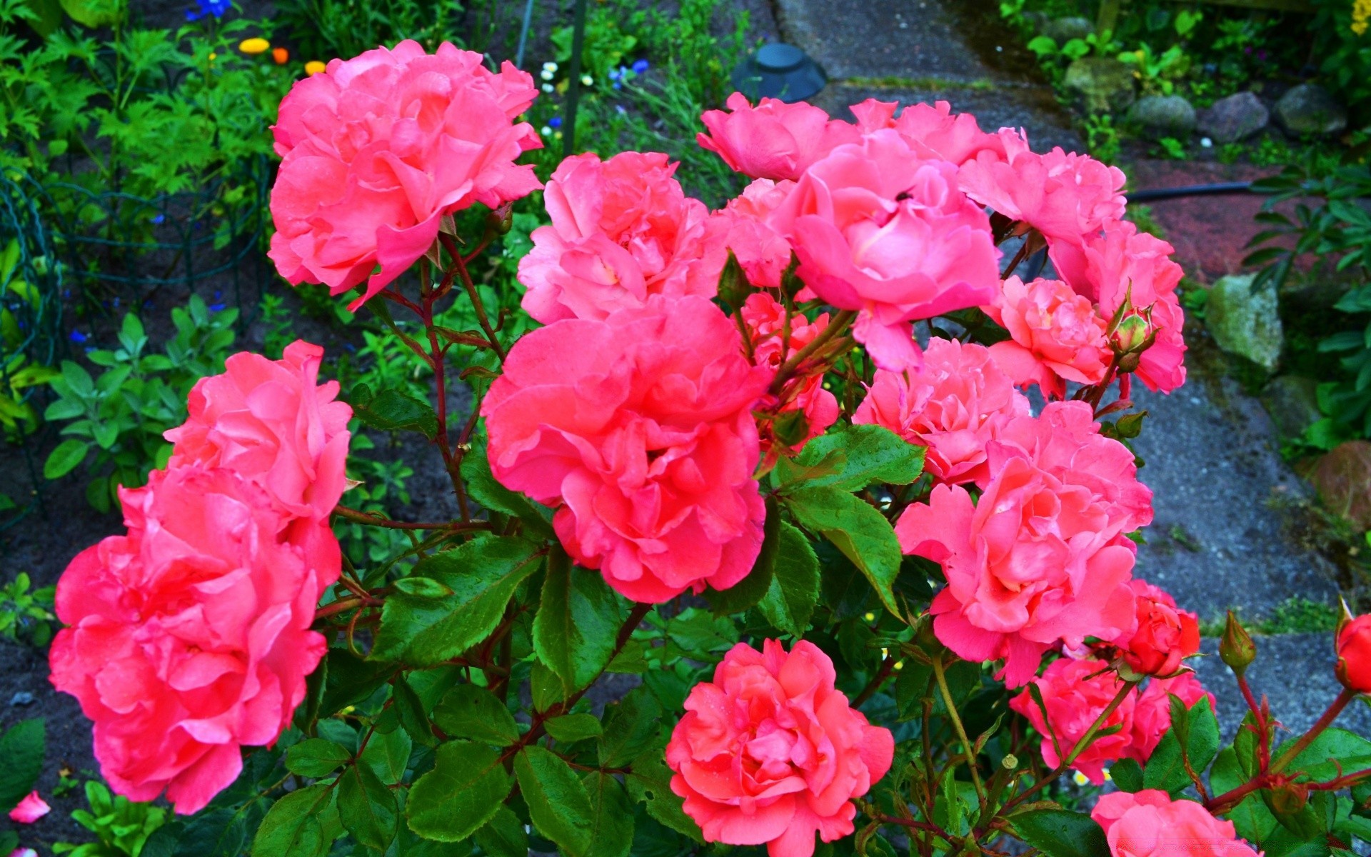 花 花 花园 植物 自然 叶 夏天 盛开 花瓣 玫瑰 花 灌木 颜色 明亮 生长 户外