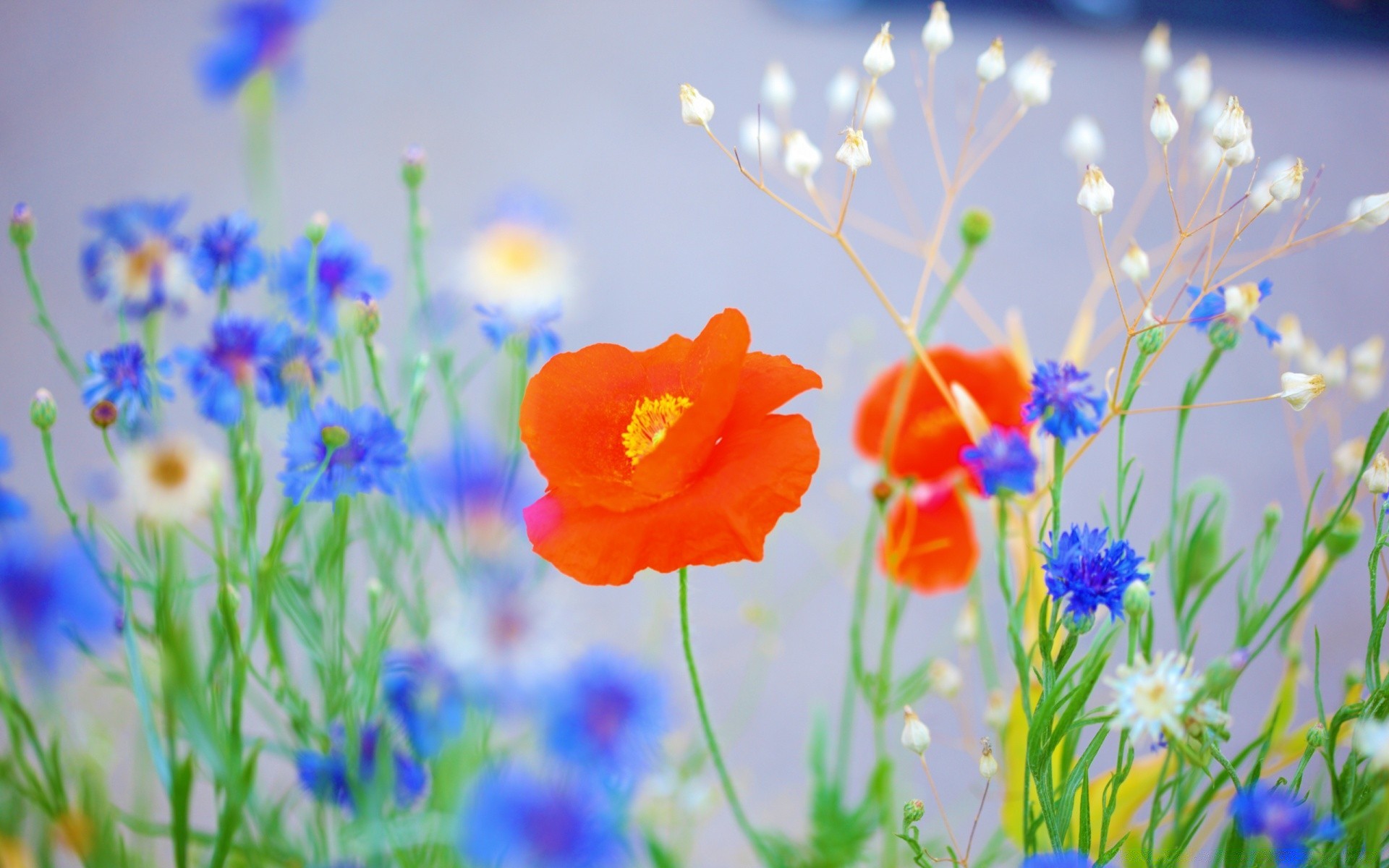 flowers flower nature flora field summer hayfield garden growth floral grass blooming color bright petal poppy blur close-up season leaf