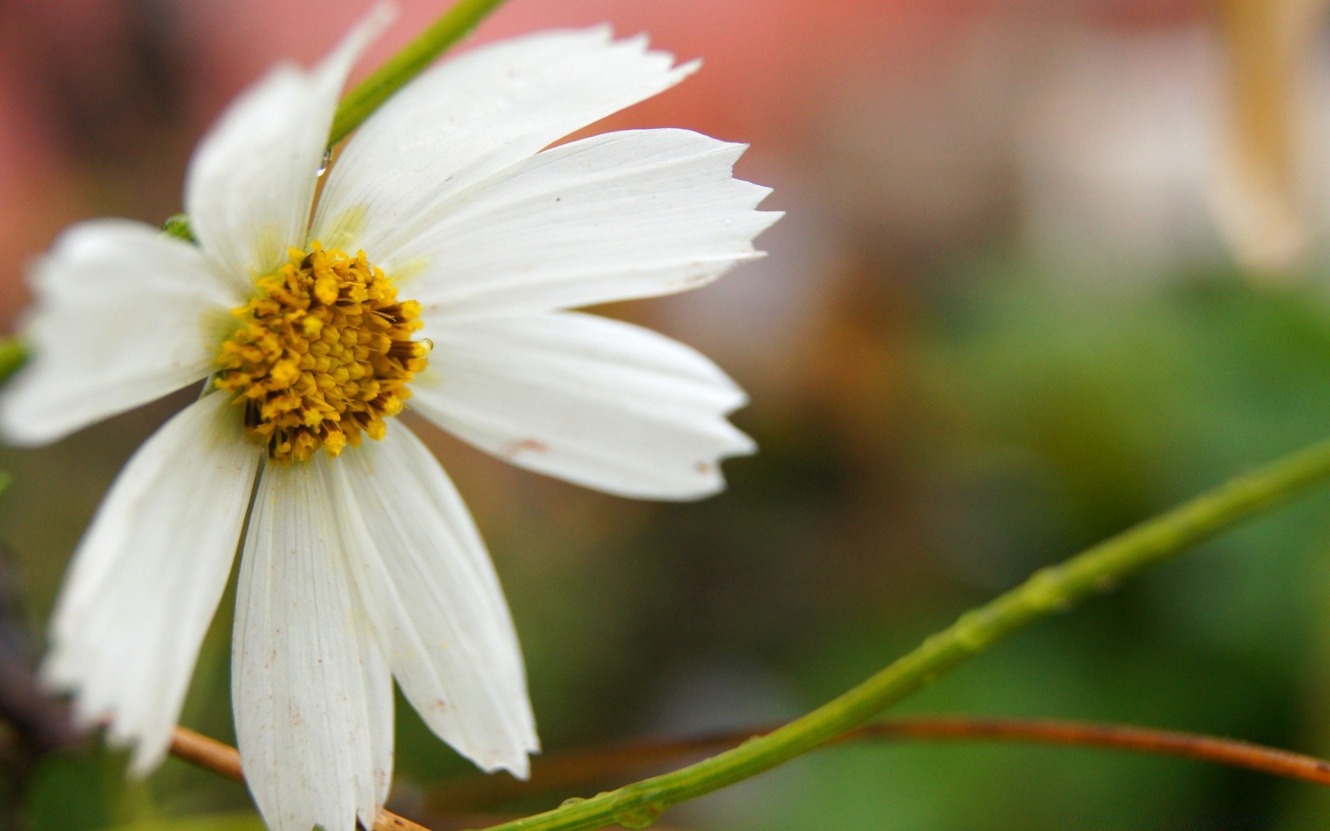 fleurs nature fleur feuille flore été jardin lumineux à l extérieur croissance