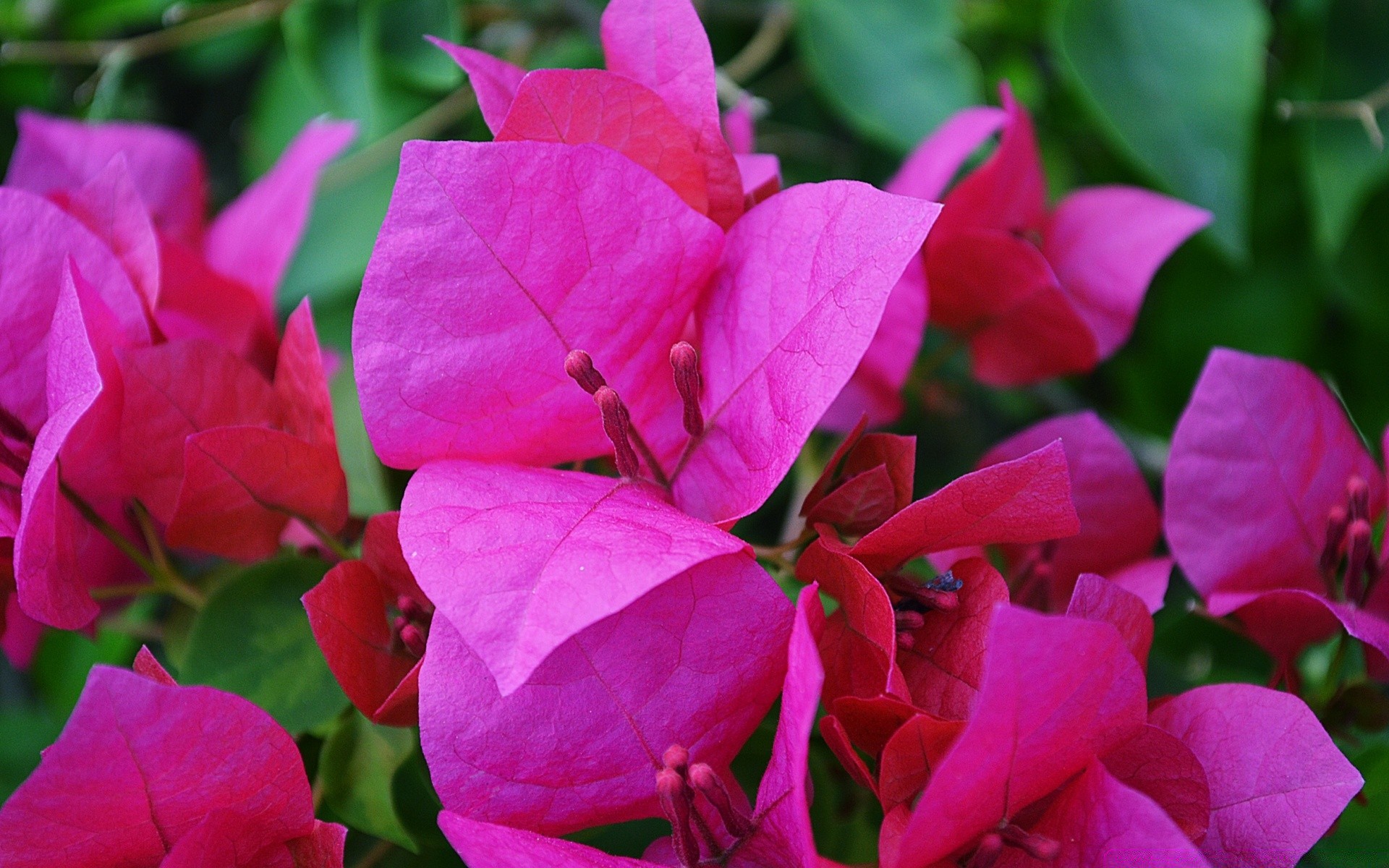 fleurs feuille nature jardin fleur flore couleur été lumineux rose belle gros plan bluming