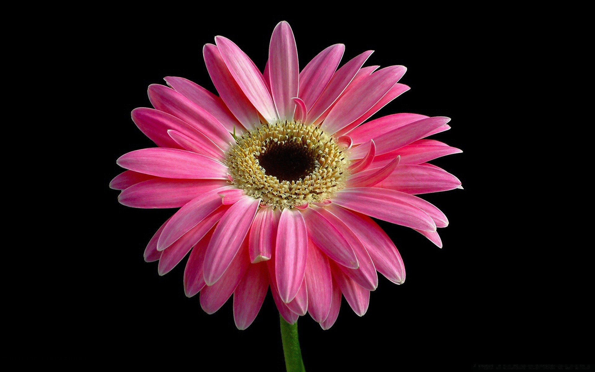 fiori fiore flora petalo natura fiore luminoso gerbera colore floreale estate bella giardino