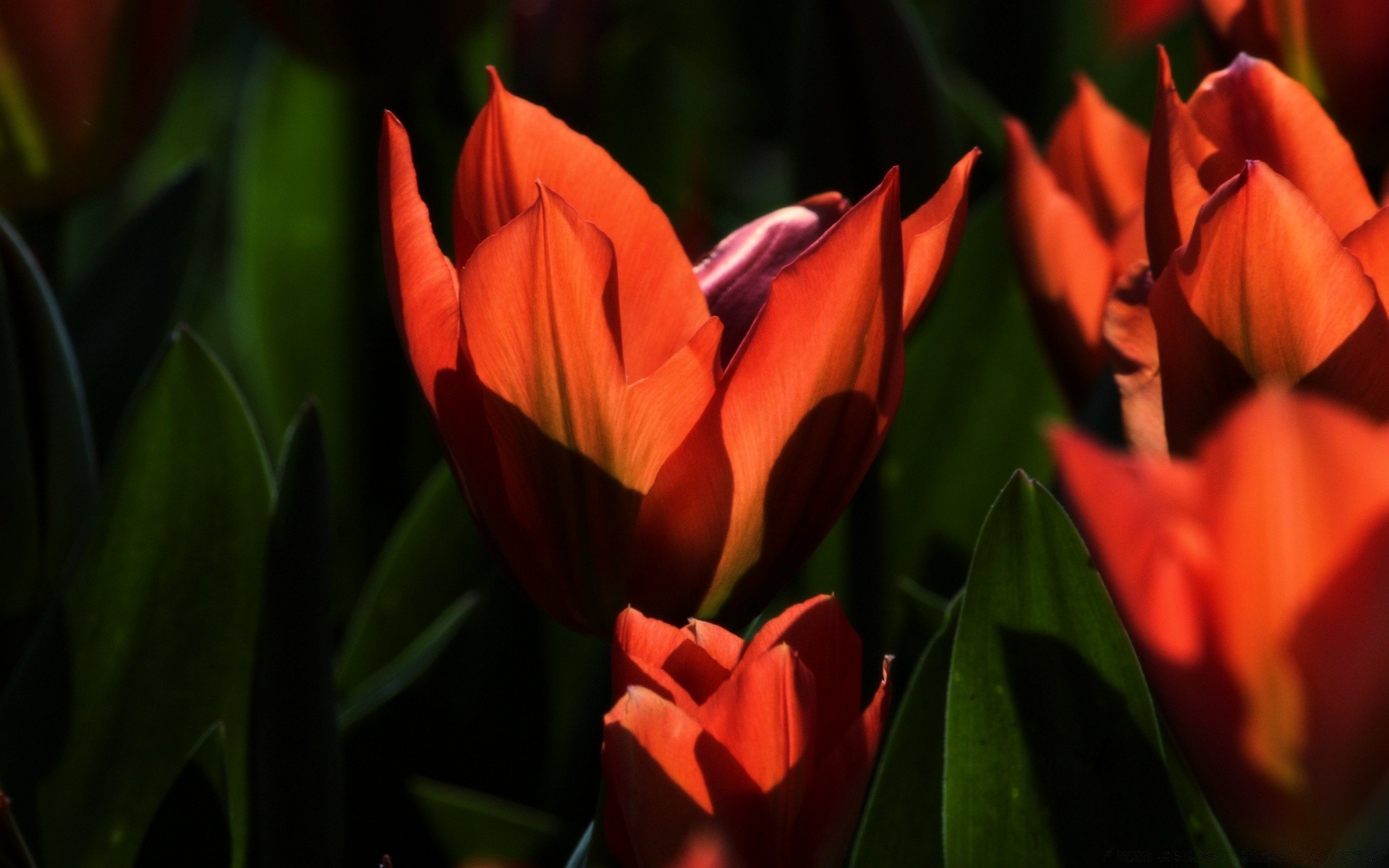 kwiaty tulipan kwiat flora natura liść ogród kolor wzrost płatek wielkanoc kwiatowy bluming