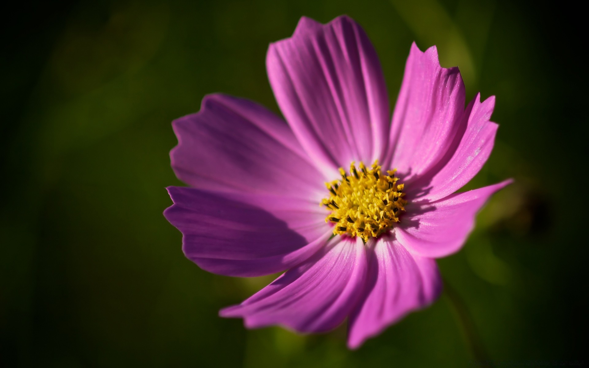 fleurs fleur nature été flore feuille pétale bluming jardin lumineux couleur