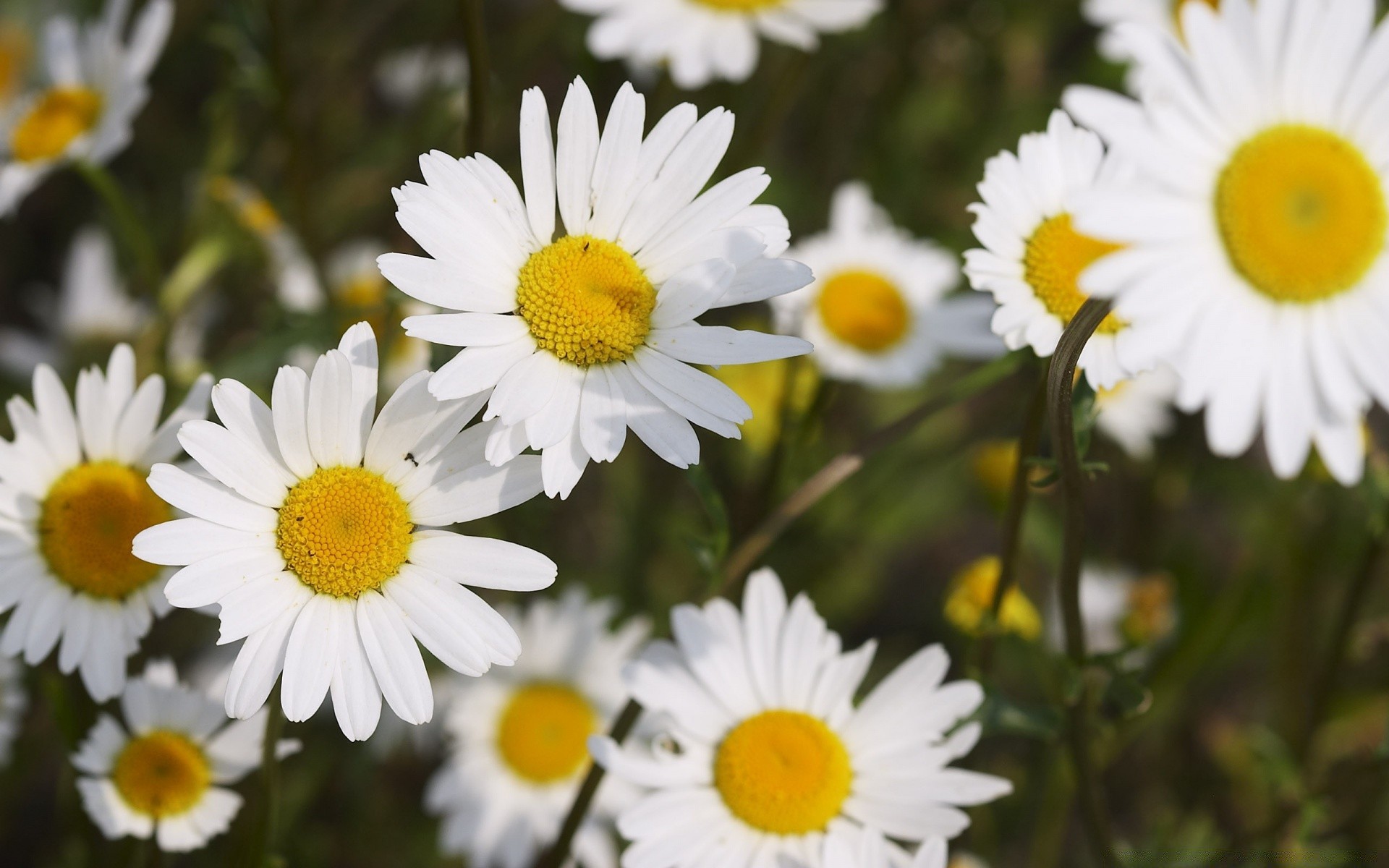 flowers nature flower flora summer garden chamomile blooming hayfield leaf floral bright color field season petal grass beautiful outdoors close-up