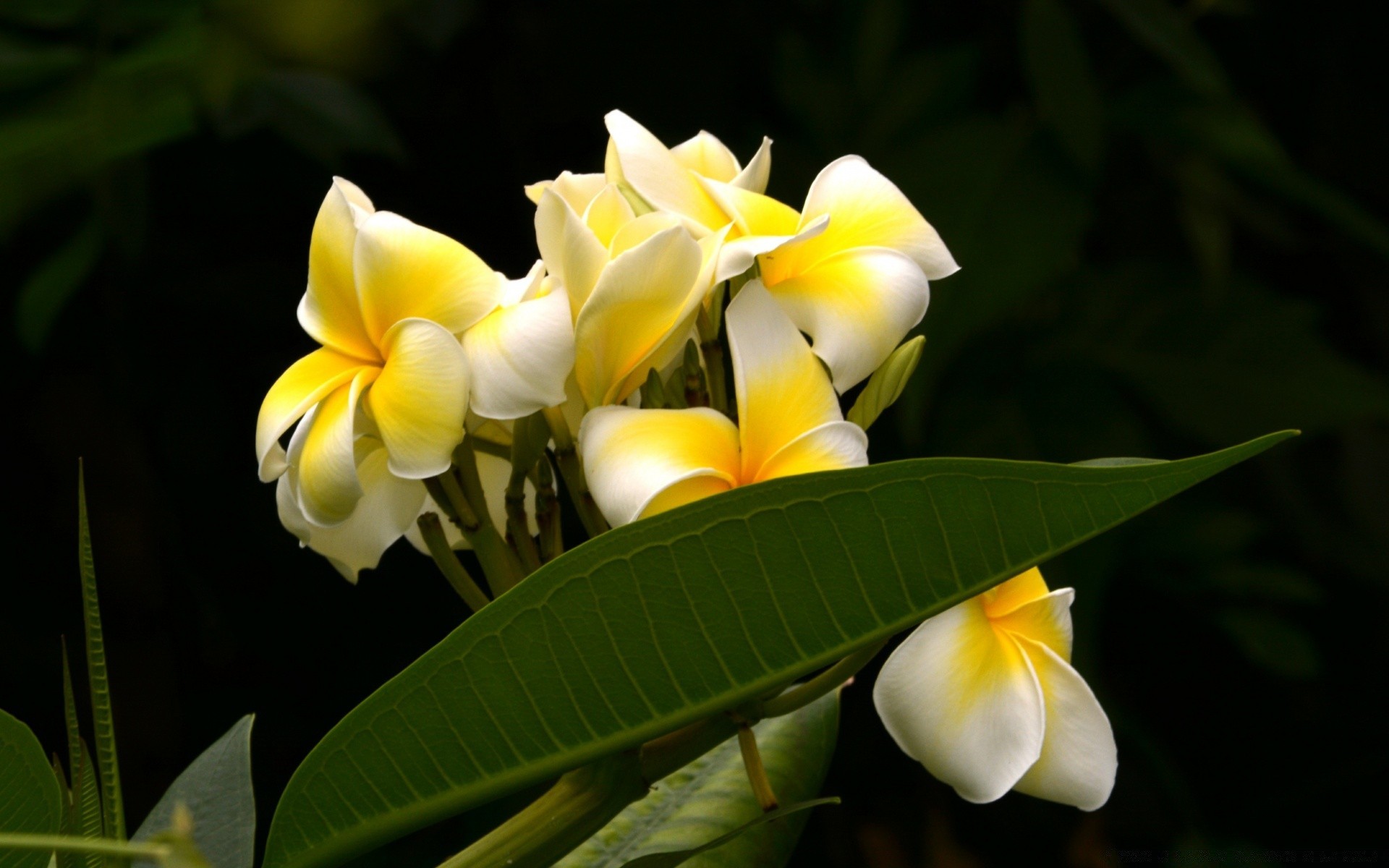 flores tropical flor naturaleza flora hoja jardín pétalo exótico bluming floral frangipani verano plumeria hermoso aloha al aire libre color romance