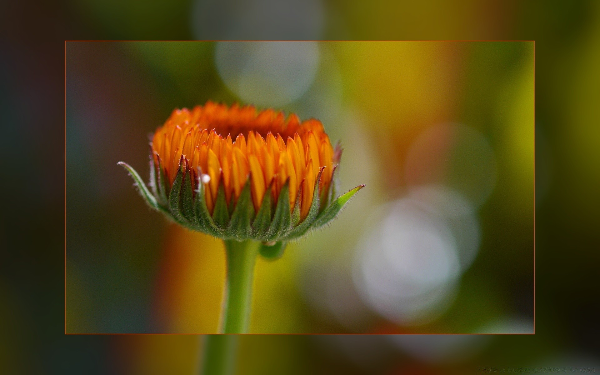 çiçekler doğa çiçek flora yaz bahçe renk yaprak parlak yakın çekim çiçek alan güzel petal sezon çiçek açan