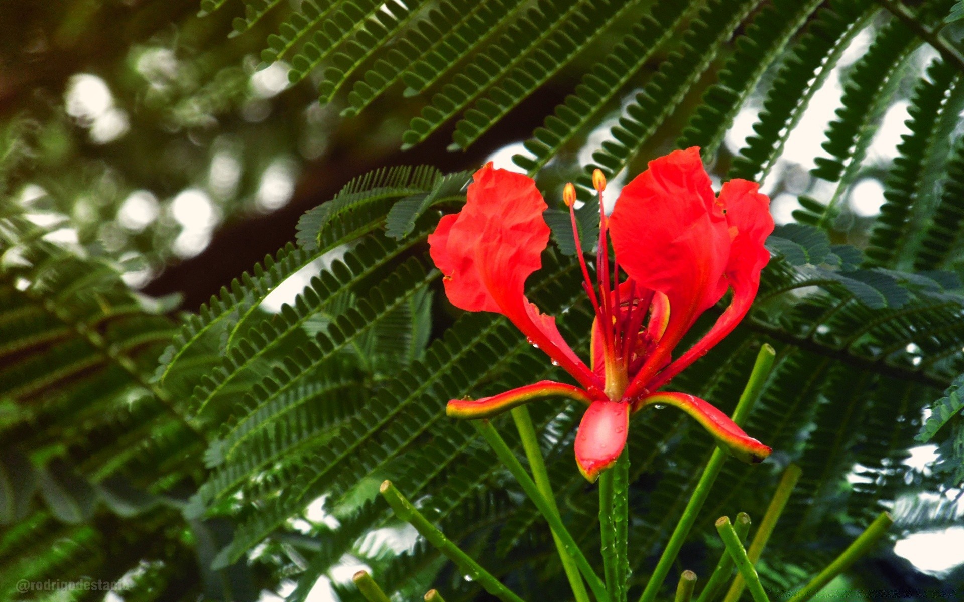 blumen natur flora blatt blume sommer tropisch garten wachstum schön baum blumen schließen farbe hell park desktop exotisch im freien saison