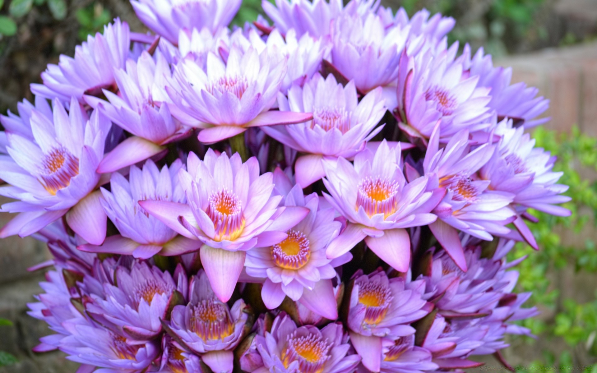 flowers nature flower flora summer garden blooming floral leaf bright petal color beautiful season outdoors close-up bouquet growth