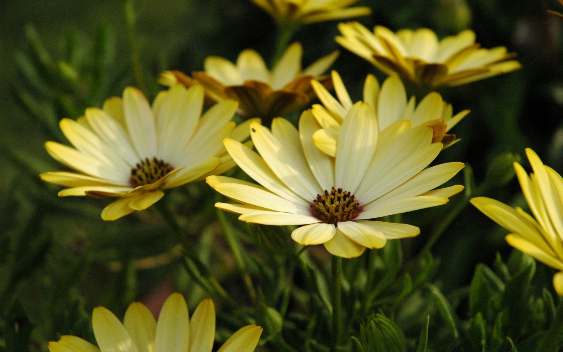 flowers flower nature summer flora garden color blooming floral leaf petal bright sun beautiful