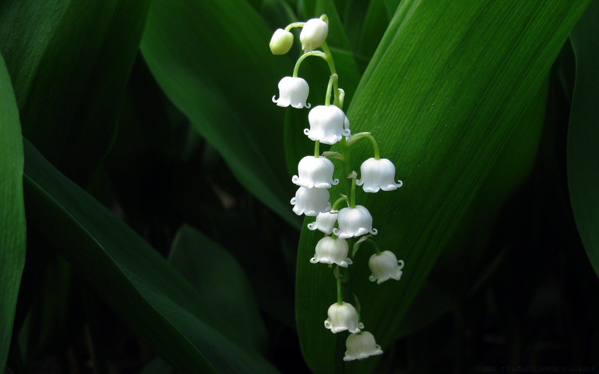 花 叶 植物 自然 花 花园 花 生长