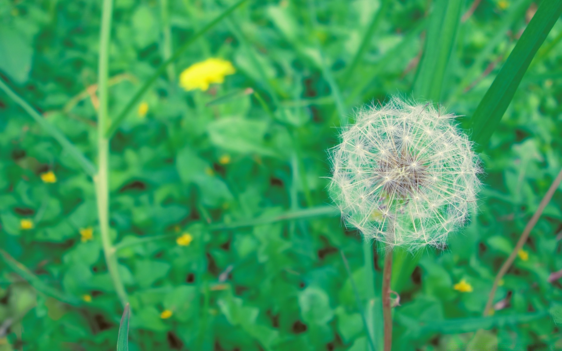 çiçekler flora çiçek doğa yaz çimen büyüme yaprak bahçe alan yakın çekim saman ortamlar karahindiba sezon renk parlak çiçek güzel hava