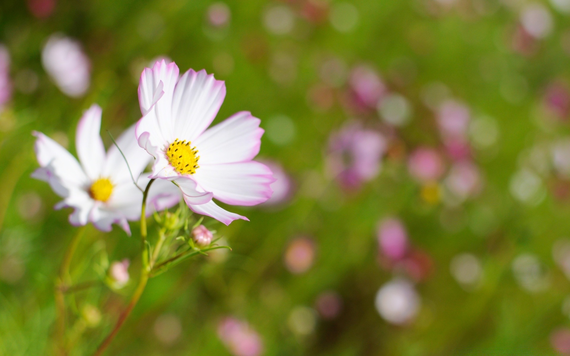 kwiaty natura kwiat lato flora ogród jasny liść bluming dobra pogoda wzrost kolor zbliżenie pole słońce trawa płatek kwiatowy