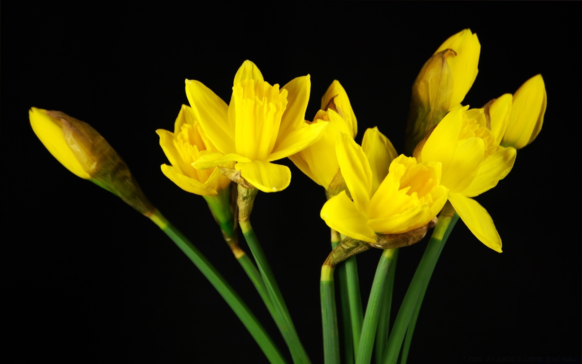 flowers nature flower flora easter daffodil floral narcissus leaf bright growth color petal blooming season summer husk close-up bulb